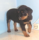 PAREJA DE ROTWAILER PEDIGREE - mejor precio | unprecio.es