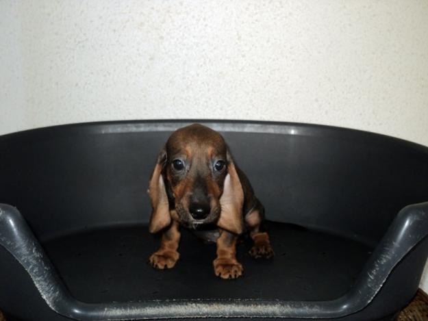 Teckel preciosos cachorros...pelo corto