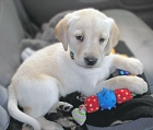 Ternura cachorros labrador gratis - mejor precio | unprecio.es