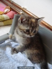 Vendo gatitos siberianos - mejor precio | unprecio.es