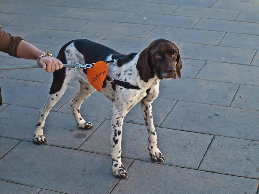 curva, preciosa braco en adopció