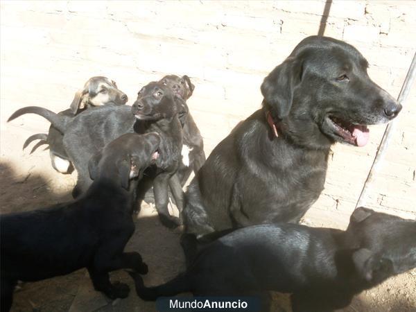 7 CACHORROS DE LABRADOR - BUSCAN FAMILIA