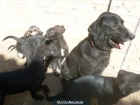 7 CACHORROS DE LABRADOR - BUSCAN FAMILIA - mejor precio | unprecio.es