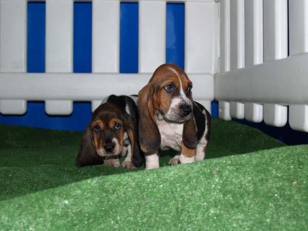 Basset hound, Formidables y baratos cachorros