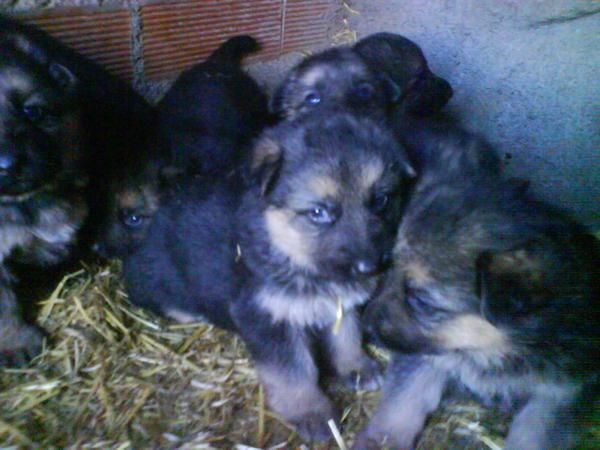 cachorra pastor aleman