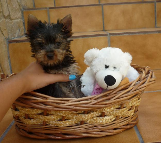 Cachorritos toys y medianitos de Yorkis