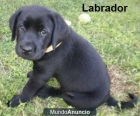 Pura raza labrador negro - mejor precio | unprecio.es