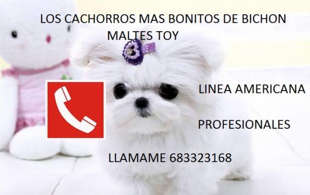 todas las razas de cachorros a precios de mayorista