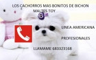 todas las razas de cachorros a precios de mayorista - mejor precio | unprecio.es