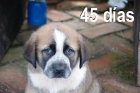 Vendo cachorros de perro mastín español - mejor precio | unprecio.es