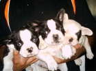 Bulldog francés el mejor precio - mejor precio | unprecio.es