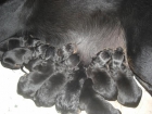 CACHORROS BEAUCERON - mejor precio | unprecio.es