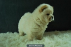 CACHORROS DE CHOW CHOW - mejor precio | unprecio.es