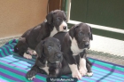 CACHORROS DOGO ALEMAN NEGROS - mejor precio | unprecio.es