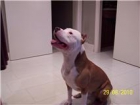 CACHORROS PITBULL AMERICANO EN VENTA - mejor precio | unprecio.es