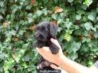 Cachorros Schnauzer Mini 390€ - mejor precio | unprecio.es