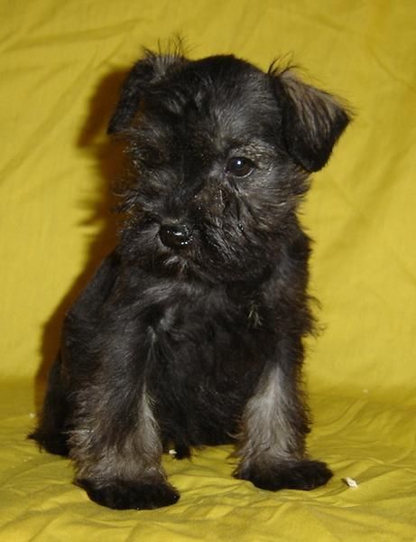 Excelente camada de schnauzer miniatura sal y pimienta