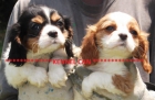 Fabulosos cachorros de cavalier - mejor precio | unprecio.es