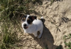 Jack Russell machos y hembras con pedigree - mejor precio | unprecio.es