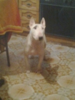 MACHO BULL TERRIER PARA MONTAS - mejor precio | unprecio.es