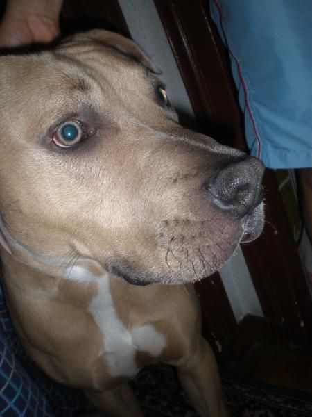 perro pitbul para monta