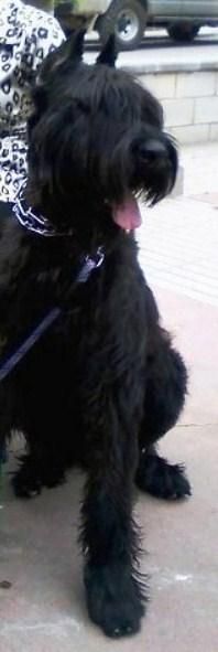 Se Vende Schnauzer Gigante Negro