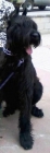 Se Vende Schnauzer Gigante Negro - mejor precio | unprecio.es
