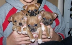 se venden hermosos cachorros de chihuahuas de las mejores - mejor precio | unprecio.es