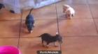 vendo cachorrros pincher i tambien laa maammaa - mejor precio | unprecio.es