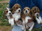 Beagles de Puigventós - mejor precio | unprecio.es