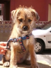 Bolt, cachorrito de 2 meses y medio en adopcion - mejor precio | unprecio.es