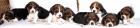Cachorritos Beagle - mejor precio | unprecio.es