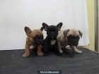 CACHORROS DE BULLDOG FRANCES - mejor precio | unprecio.es