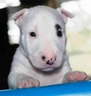 EL RINCON DEL CACHORRO BULL TERRIER DISPONIBLES - mejor precio | unprecio.es