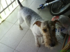 fox terrier busca novia - mejor precio | unprecio.es