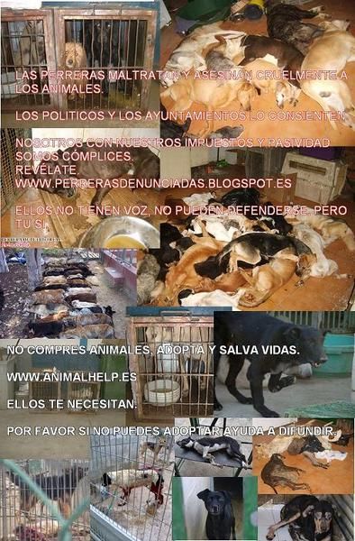 NO COMPRES ANIMALES, ADOPTA!!! - HAGO PAGINAS WEB ECONOMICAS