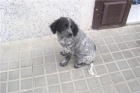 timi,cachorrito setter irlandes d 4 meses,adopcion - mejor precio | unprecio.es