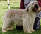 Cachorros de Gos d'Atura Català - mejor precio | unprecio.es