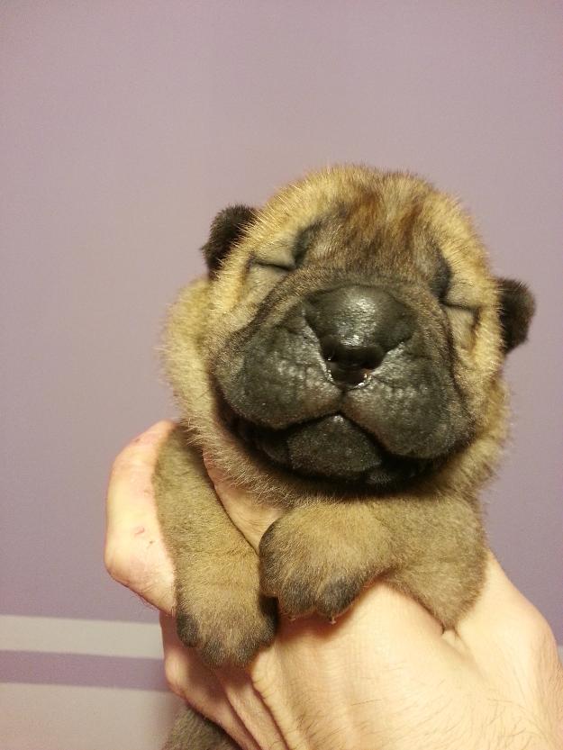 Cachorros shar pei