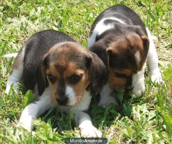 excelentes cachorros de beagle