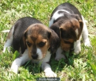 excelentes cachorros de beagle - mejor precio | unprecio.es