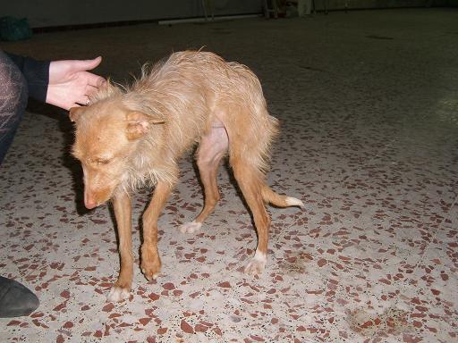 kosky,podenquita mini en los huesos,adopcion