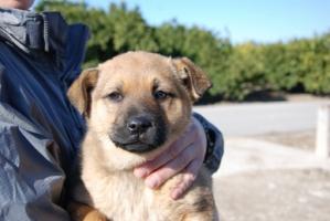 Maya, cachorra encontrada en acequia, necesita un hogar