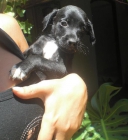 NELA, cachorrita preciosa en adopcion - mejor precio | unprecio.es