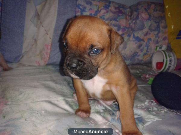 SE VENDEN CACHORROS BOXER!