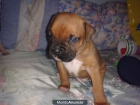 SE VENDEN CACHORROS BOXER! - mejor precio | unprecio.es