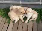 Se venden cachorros de labrador - mejor precio | unprecio.es