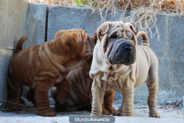 Shar-Pei, precios muy económicos