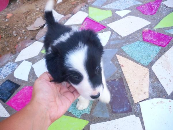 ultimo machito border collie con pedigree