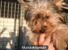 Yorki de 5 mesesitos abandonado a pesar de su corta edad - mejor precio | unprecio.es